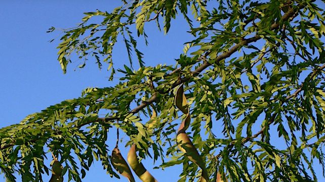 Foránea. La acacia negra se convirtió en el país en un serio problema ecológico y productivo.
