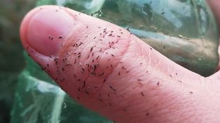 Buenos Aires sufre una auténtica invasión de bichitos negros milimétricos