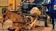 Concepción del Uruguay: secuestraron un caballo tras un presunto caso de maltrato animal.