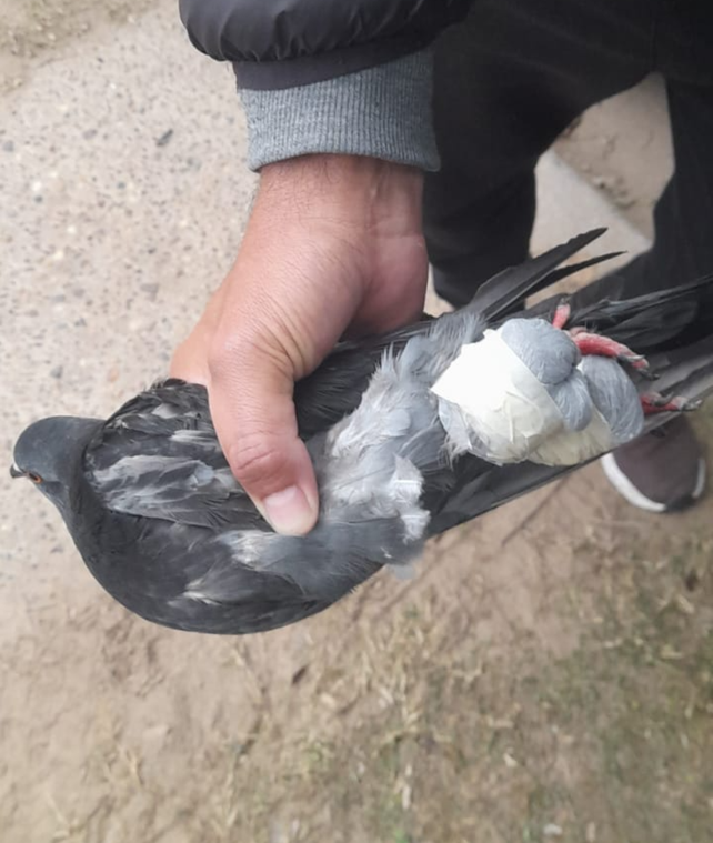 Paloma mensajera con dosis de marihuana en las patitas que apareció sobre una de las garitas perimetrales de la cárcel de Coronda.&nbsp;