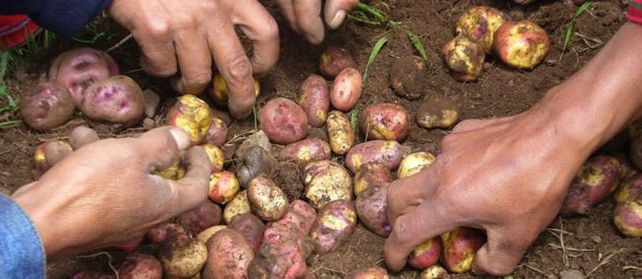 Calidad. Las producciones familiares y de pequeños productores logran mayor rinde al ofrecer productos sanos.