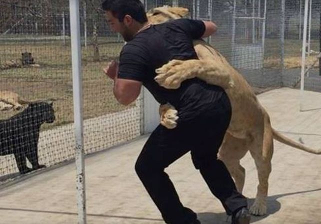 ¡Un fuerte abrazo! Leona se lanza sobre su cuidador