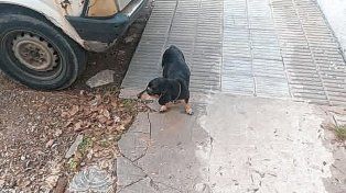 La perrita ya esta con su familia.