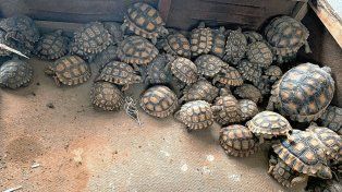 Allanamientos en Paraná y en otras provincias por tráfico de fauna silvestre