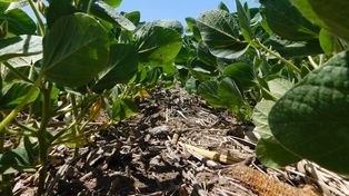 El uso de bioestimulantes gana protagonismo en las estrategias de manejo agrícola