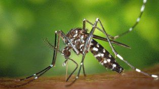 Hallaron otro tipo de dengue y chicungunya en Argentina