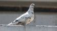 Cómo convivir con las palomas: la guía de lo que hay que hacer y qué no de una especialista santafesina