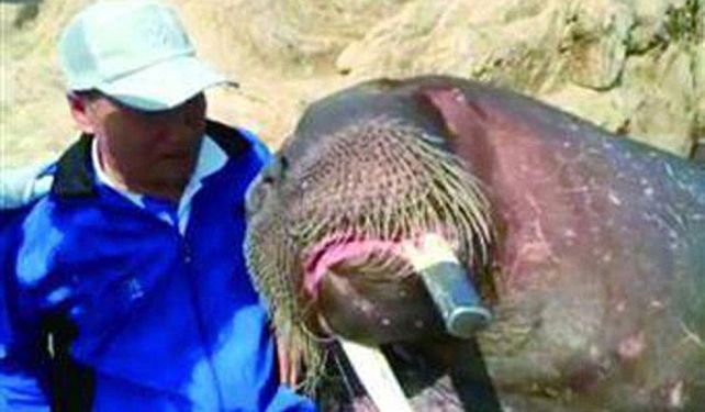 Una morsa asesina se cansó de las selfies y ahogó al empresario que no paraba de sacarle fotos
