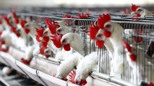 La producción de carne aviar alcanzó 2,5 millones de toneladas, casi toda para el mercado interno.