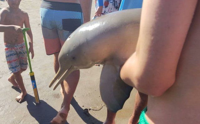 Pasó de nuevo: murió en Mar del Tuyú un delfín al que sacaron del agua para fotografiarlo