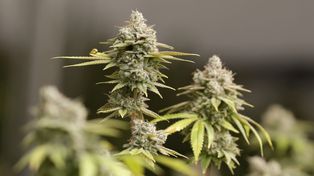 Las madres llegan a la Corte y pueden volver a cultivar cannabis