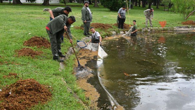La Municipalidad de Santa Fe está realizando la limpieza del lago del Parque Juan de Garaya