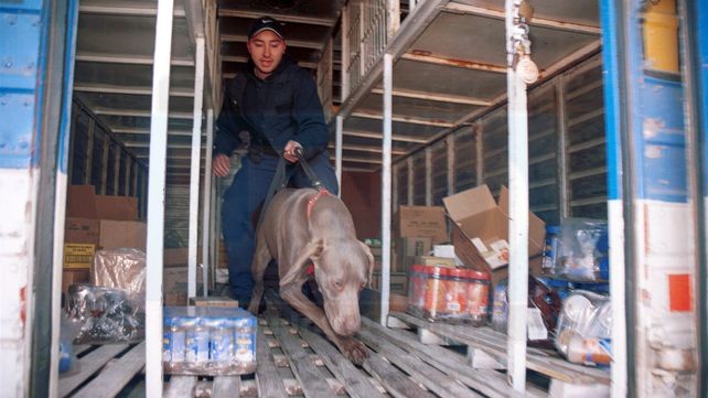Condenaron al transportista de un millonario cargamento de flores de marihuana