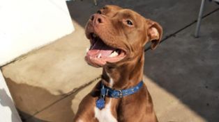 Roma, la perra pitbull de cuatro años a la que buscan desde el pasado 16 de septiembre.