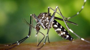 Recomiendan que las embarazadas no viajen donde hay Zika