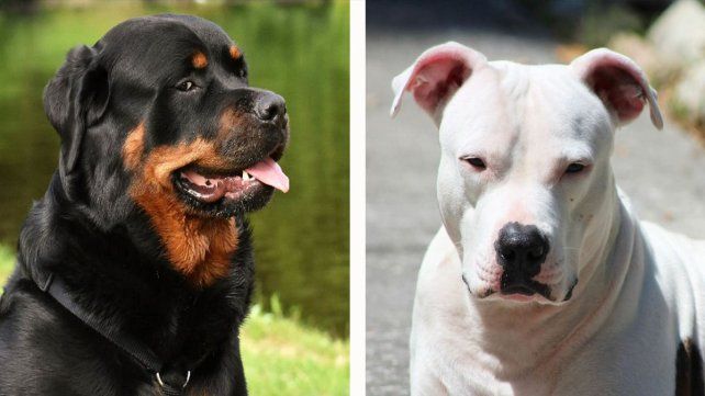 El proyecto de ley de tenencia de perros peligrosos establece cuáles son las 20 razas potencialmente riesgosas El proyecto de ley de tenencia de perros peligrosos establece cuáles son las 20 razas potencialmente riesgosas