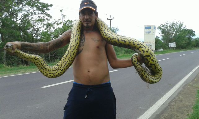 Encuentran una inmensa serpiente Curiyú camino a Puerto Reconquista