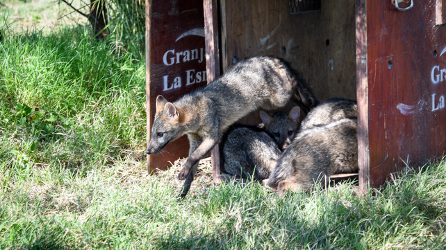 Casi 600 animales rescatados fueron liberados en Santa Fe durante el 2024.