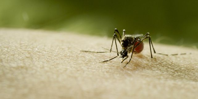 Discovery hace sonar la alarma sobre el riesgo de la próxima pandemia con el estreno global de Mosquito