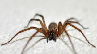 Araña del rincón: cómo reconocerla y qué hacer en caso de picadura