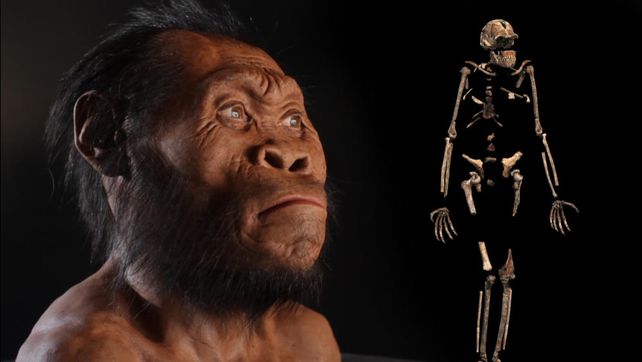 Homo naledi. Un estudio demuestra que convivió con el Homo sapiens.