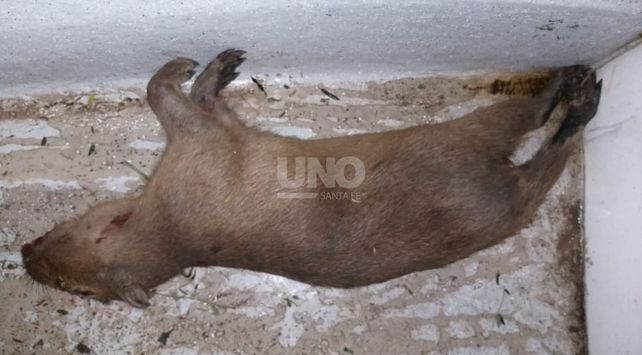 Los animales secuestrados en los diferentes procedimientos.&nbsp;