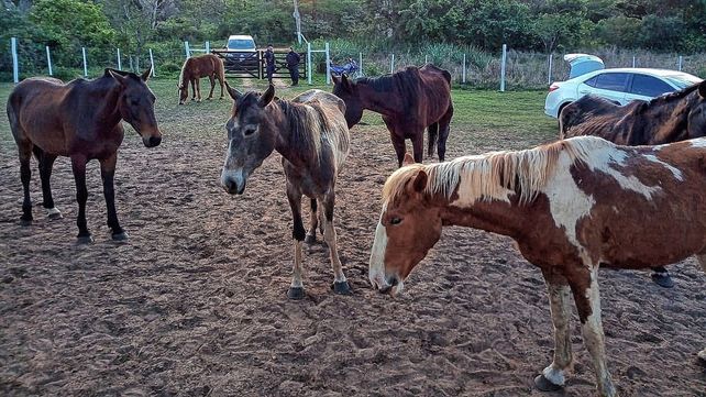 En el Centro de Cuidados Ecuestre se mantiene de manera permanente a caballos que se encuentran en la vía pública.