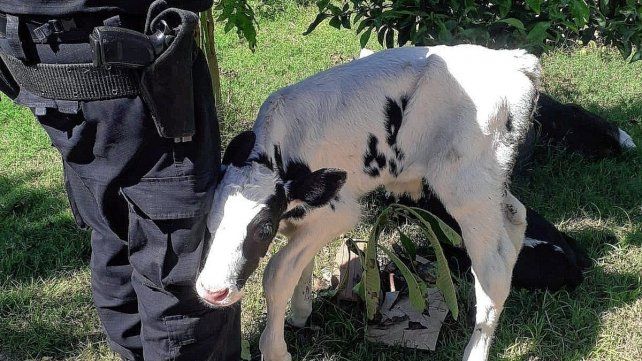 Uno de los terneros hallados dentro de un vehículo.