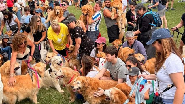 Juntada de golden retriever en Palermo