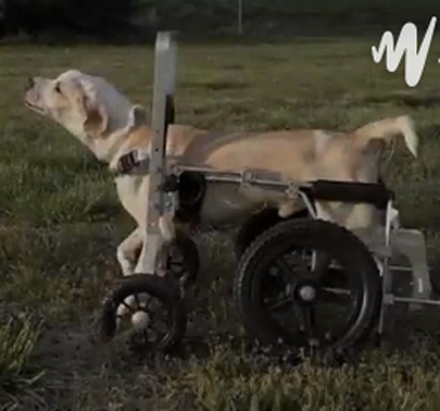 Un perro con parálisis en sus patas logró volver a caminar y dejar de usar la silla de ruedas