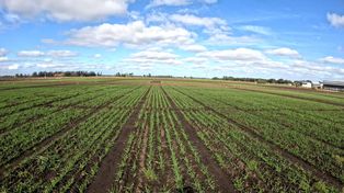 Las oportunidades del trigo segregado argentino en Brasil