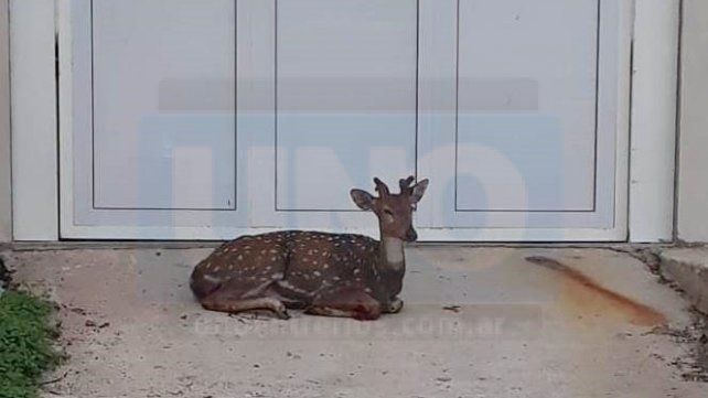 Encontró un ciervo herido en la puerta de su casa