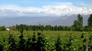 Mendoza hace punta en la construcci&oacute;n de los primeros countries del vino