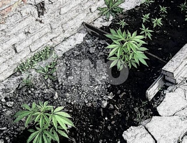 Insospechadas derivaciones: su madre lo denunció por robo y en su casa le hallaron plantines de marihuana