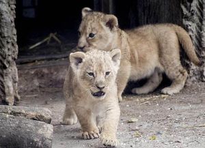 Zoo danés se defiende de críticas por el sacrificio de leones cachorros