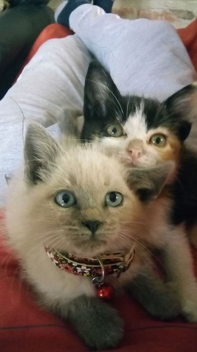 Más 300 santafesinos compartieron con UNO las fotos de sus mascotas. Acá, una selección Más 300 santafesinos compartieron con UNO las fotos de sus mascotas. Acá, una selección