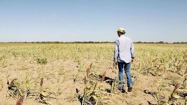 Sequía en Santa Fe: la superficie perdida de soja equivale a la del ...