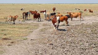 Pérdidas millonarias por la sequía