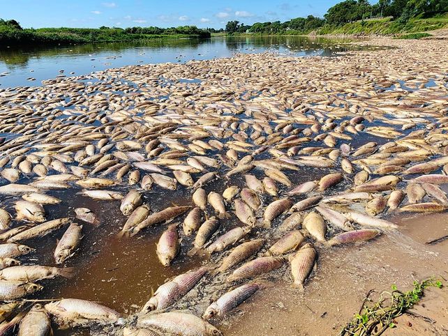 Miles de peces muertos se observaron este jueves en el río Salado a la altura de Santa Fe y Santo Tomé. 