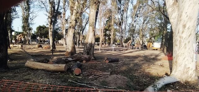 Vecinos de zona sur denuncian la tala de 22 añosos eucaliptus en la plaza Las Heras