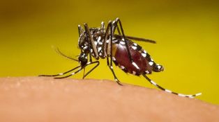 Detectaron un caso de chikungunya en Gualeguay. Se procederá a la fumigación