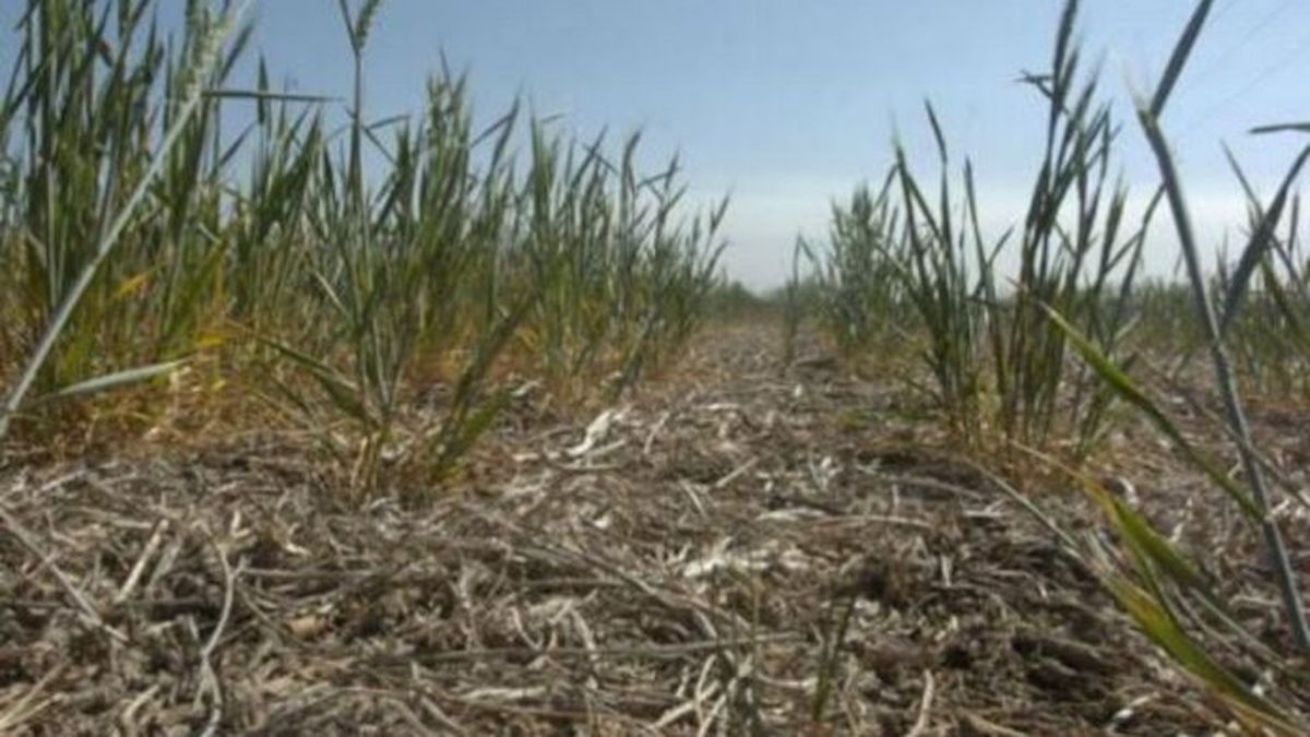 La Bolsa de Rosario volvió a bajar la estimación de trigo