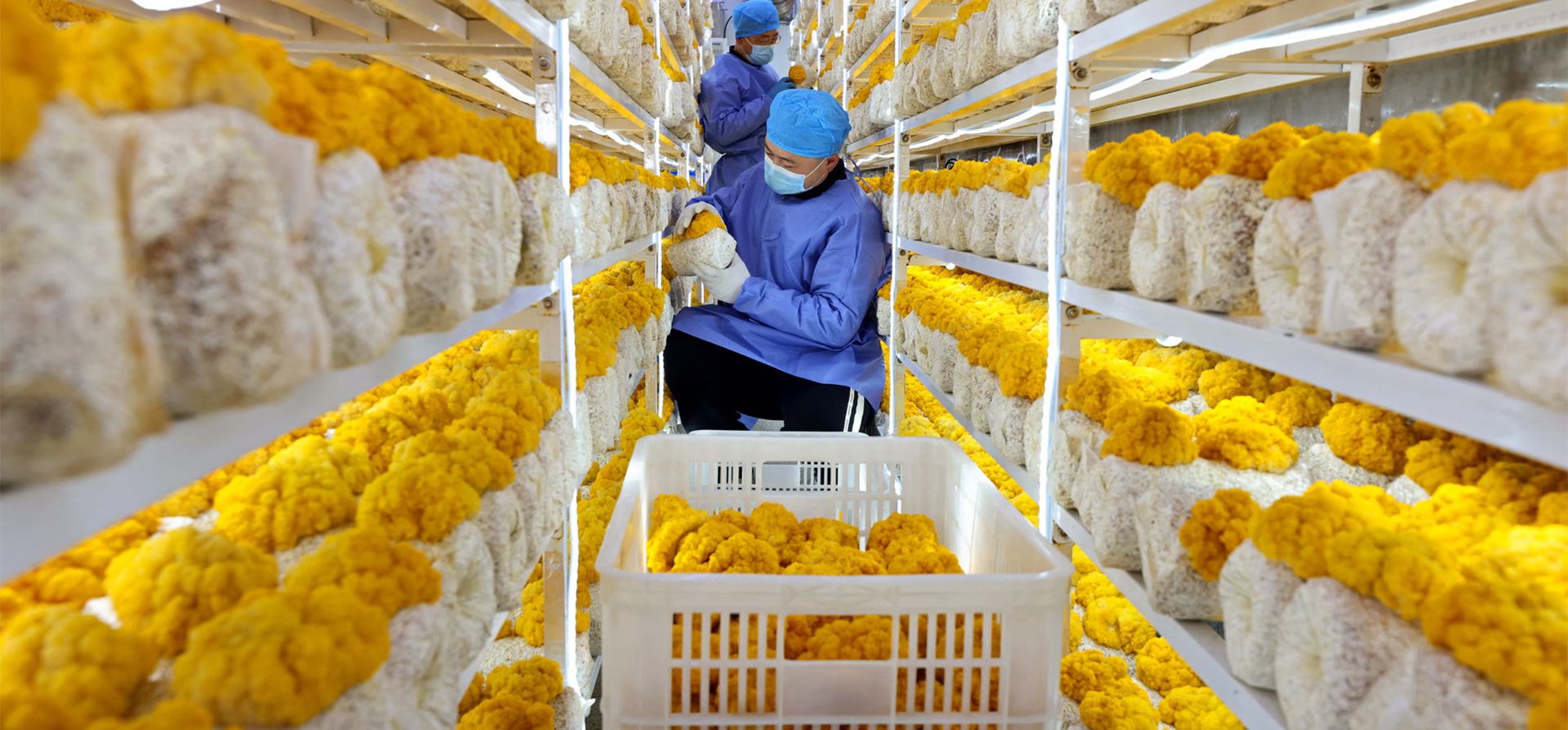 Un agricultor cultiva setas en un invernadero durante el invierno en la provincia de Shandong, en el este de China, Zaozhuang, China. Fotografía: AFP/Getty Images Un agricultor cultiva setas en un invernadero durante el invierno en la provincia de Shandong, en el este de China, Zaozhuang, China. Fotografía: AFP/Getty Images