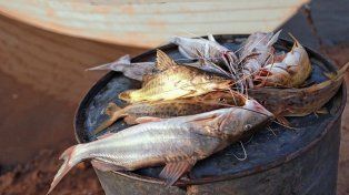 Prefectura incautó más de 2.000 kilos de pescado con un valor de unos $7 millones