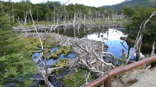 Los castores acaban con los bosques de Tierra del Fuego