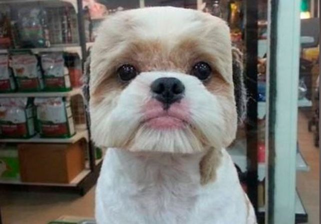 La moda de cortarles el pelo cuadrado a los perros