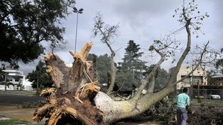 La tormenta dejó árboles caídos y cortes de luz y sigue vigente el alerta por lluvias