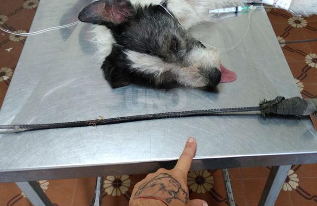 Bongo fue atendido y está recuperándose.