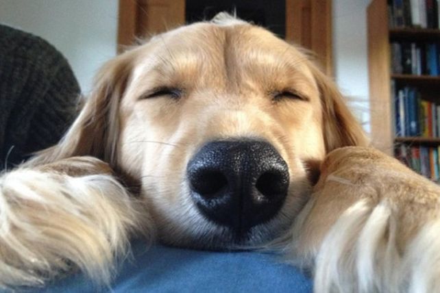 Algunos beneficios de tener un perro en casa