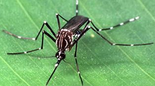 Se presenta un informe realizado sobre el mosquito del dengue